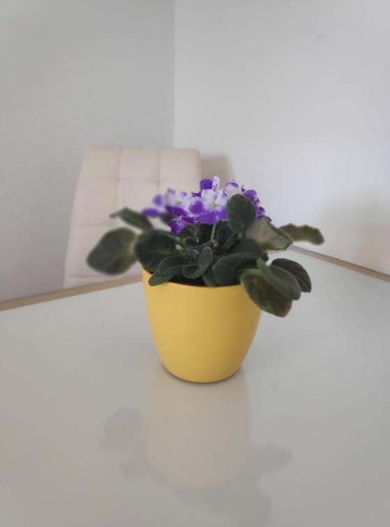 Apartmani Lucica Jezera Kültér fotó